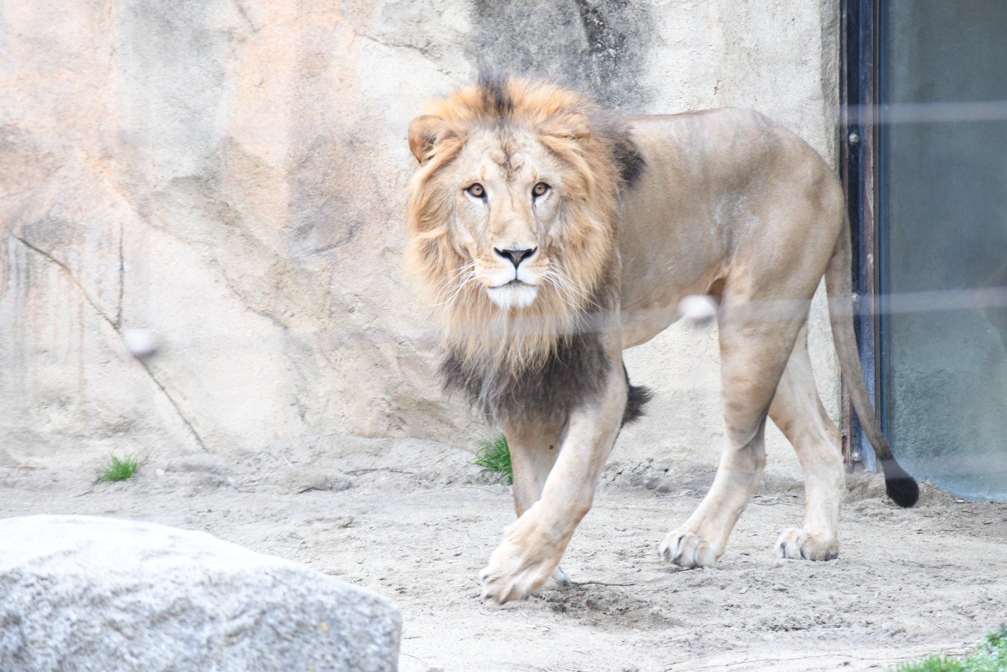 キティ 根付け 動物園限定 どうぶつえん ピンク ライオン 2007 キティ 根付け 動物園限定 どうぶつえん ピンク ライオン 2007