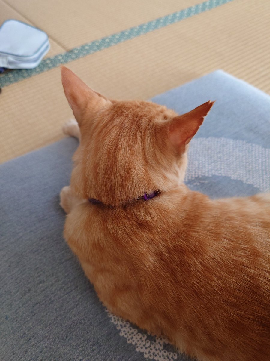 JRkyonline's tweet photo. 猫って、後ろから見ても可愛いなmiz. https://t.co/vdwORICfj2