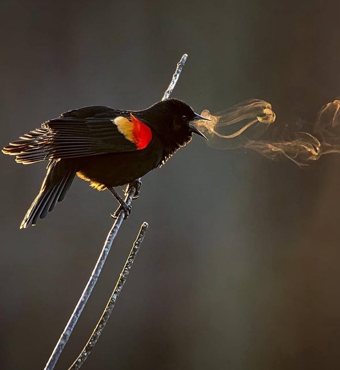 AMAZlNGNATURE's tweet photo. When the air is cold enough, the melody of a bird becomes visible. https://t.co/uoSXTsJlRC