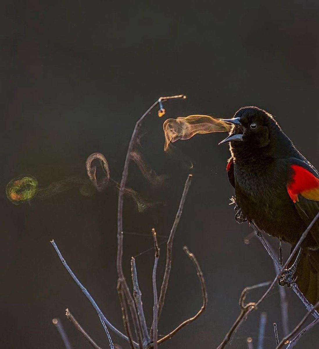 When the air is cold enough, the melody of a bird becomes visible.