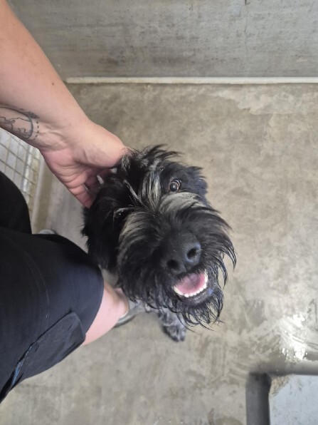 🟢 🐶 Chien trouvé le 07/08/2025 à Dombasle Sur Meurthe (54).
Mâle / Identifié(e) : Non

☎️ 03 83 23 33 23
📧  velaine@sacpa.fr

#VigiPets #chienperdu #chientrouve #chien #perdu #trouve