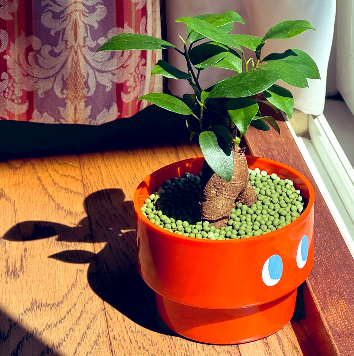 rokuro_3's tweet photo. ガジュマルと暮らしはじめた。
可愛い。
#ガジュマル #観葉植物のある暮らし #7plants https://t.co/SlWbNukAL6