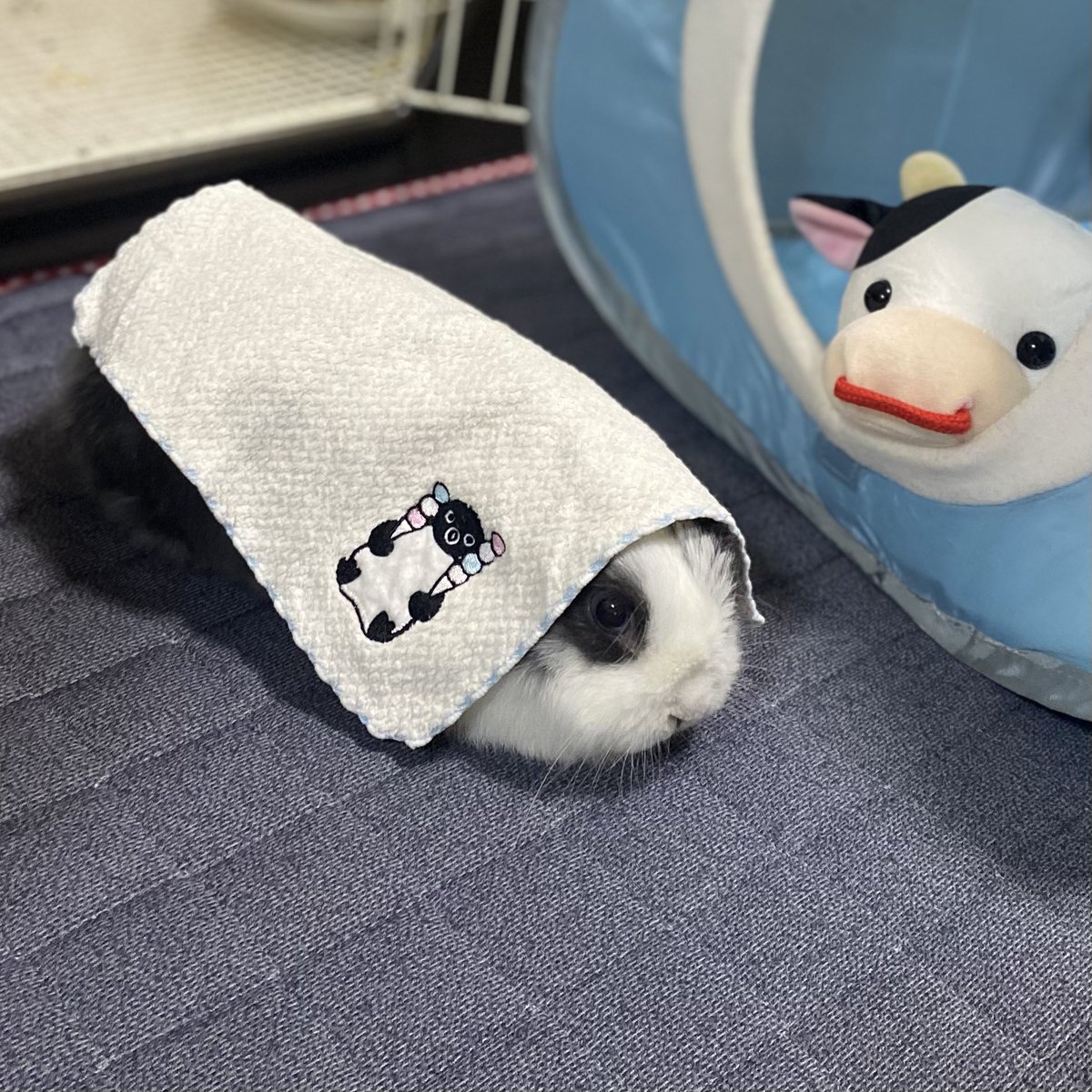 こんにちはもこ🐰
本日の、もコーデ🐰✨
涼しげに〜🐰🍦🐧
#うさぎ　#うさぎのいる暮らし