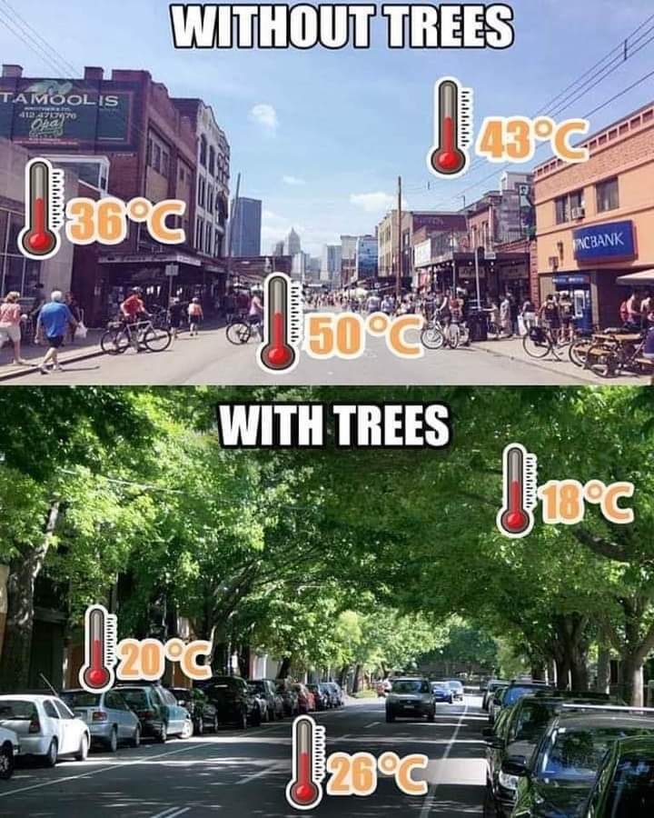 OrganicLiveFood's tweet photo. Plant more trees 🌳 https://t.co/FjZzforNke