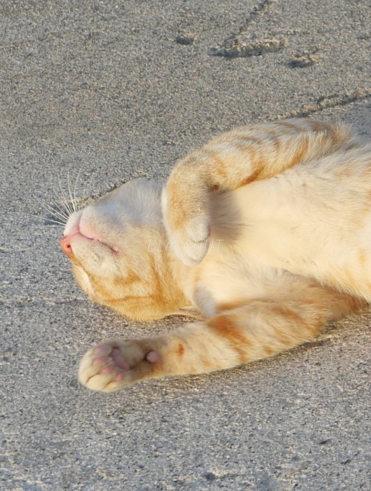 bluticle's tweet photo. 바다 고양이 https://t.co/hoJLitOAU9
