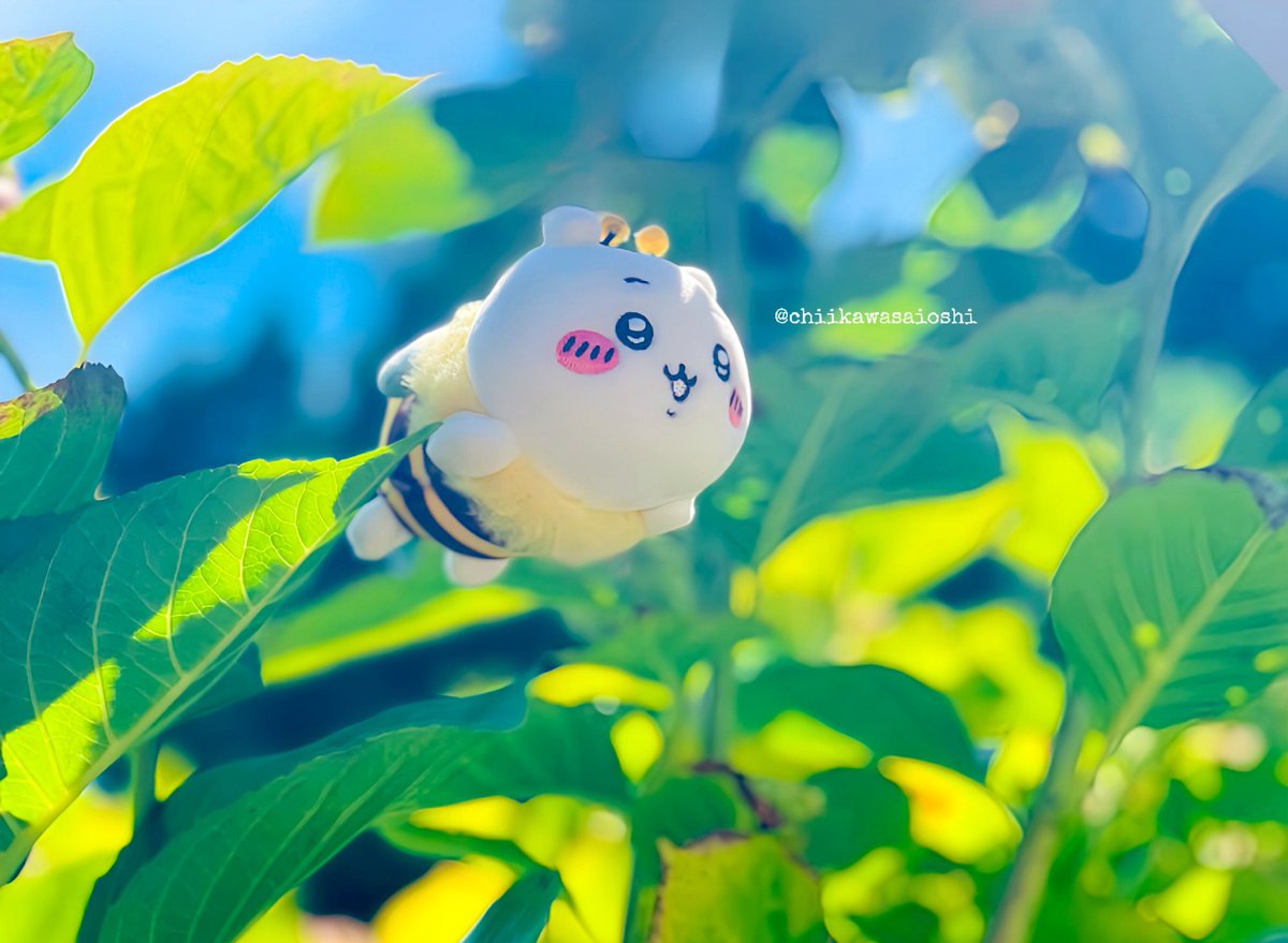 usagi tweet media