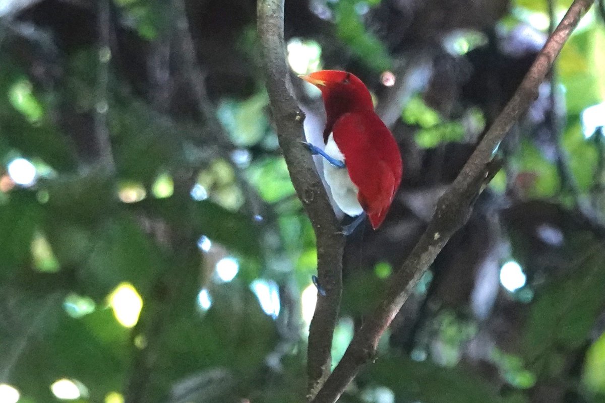 Birds-of-paradise from Nimbokrang this morning, Twelve-wired, Lesser and King