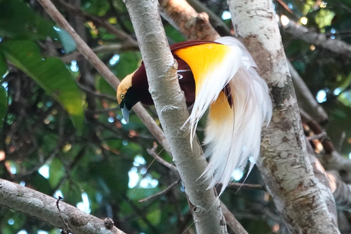 HarperBirder's tweet photo. Birds-of-paradise from Nimbokrang this morning, Twelve-wired, Lesser and King https://t.co/4iKR3GnXGG
