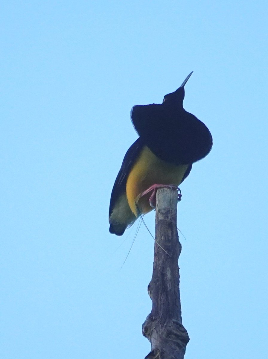 HarperBirder's tweet photo. Birds-of-paradise from Nimbokrang this morning, Twelve-wired, Lesser and King https://t.co/4iKR3GnXGG