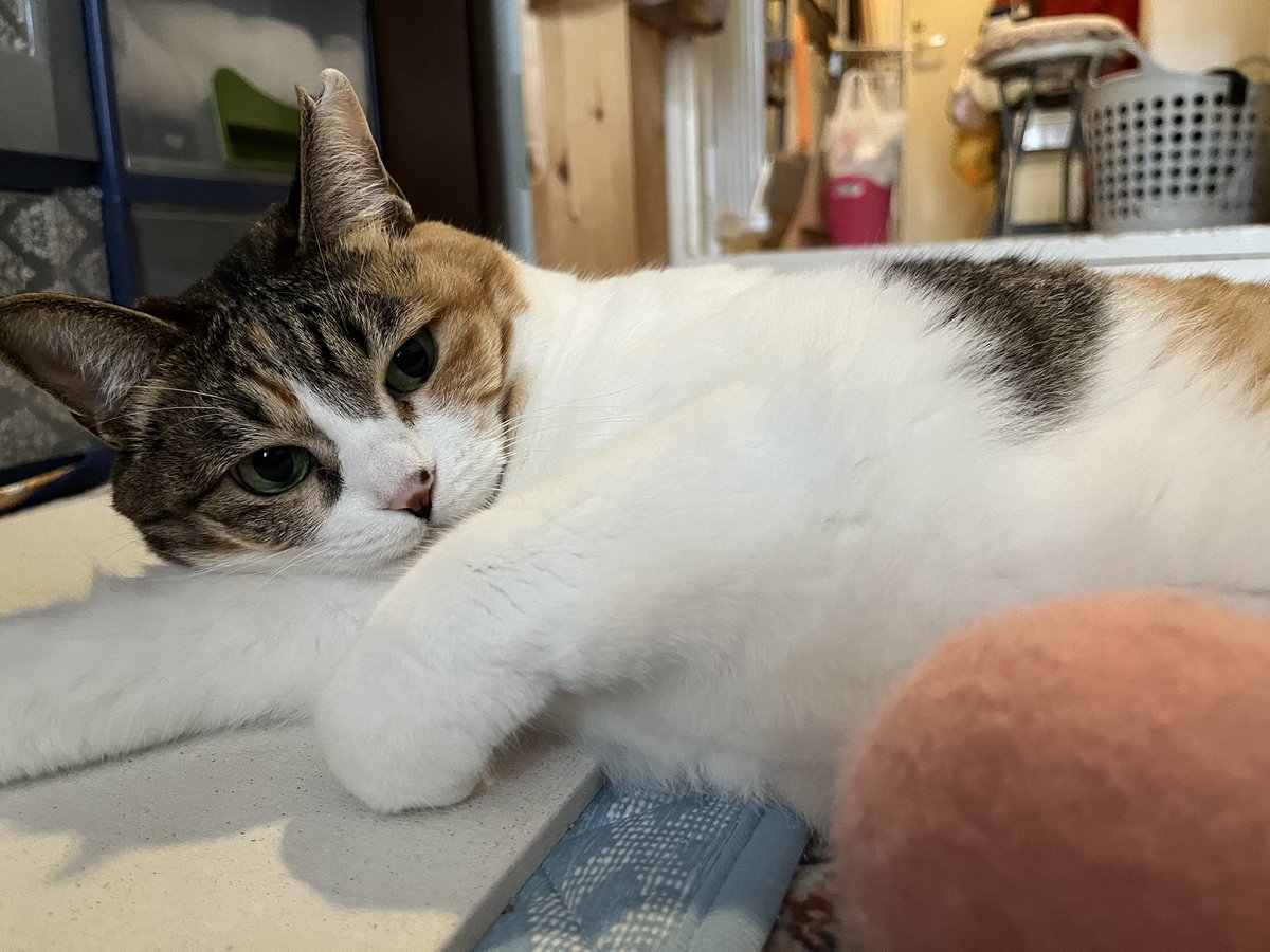 三毛猫のお昼寝 もも@三毛🍉🌻 on X: 