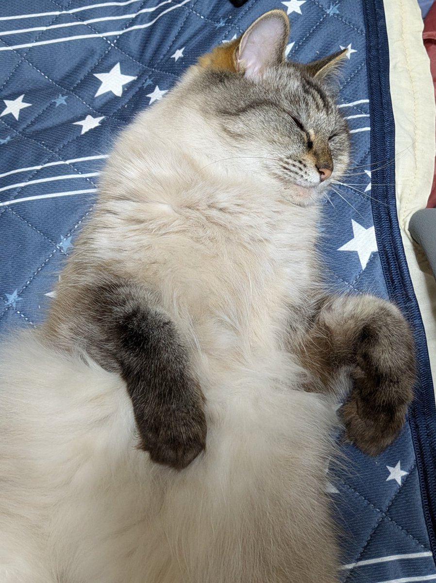 だいすきなみぃ🐱❤️

#猫好きさんと繫がりたい