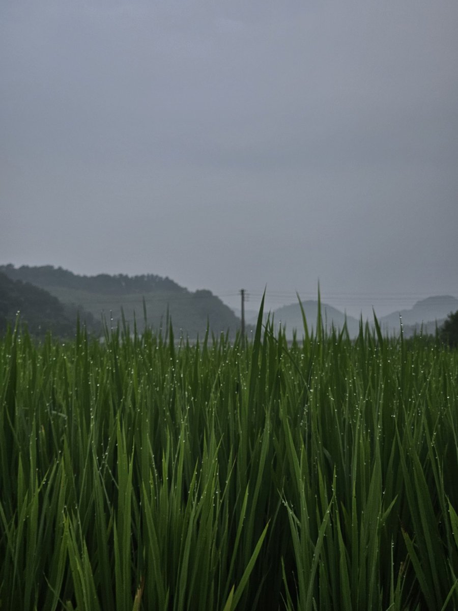 Mundal_farming's tweet photo. 가끔 들어와서 구경 90% 트윗 10%
일상계겸 미묘한 식물계정
대학생에서 전직.. 초보 농부👨‍🌾 https://t.co/fKpw7hpxHg