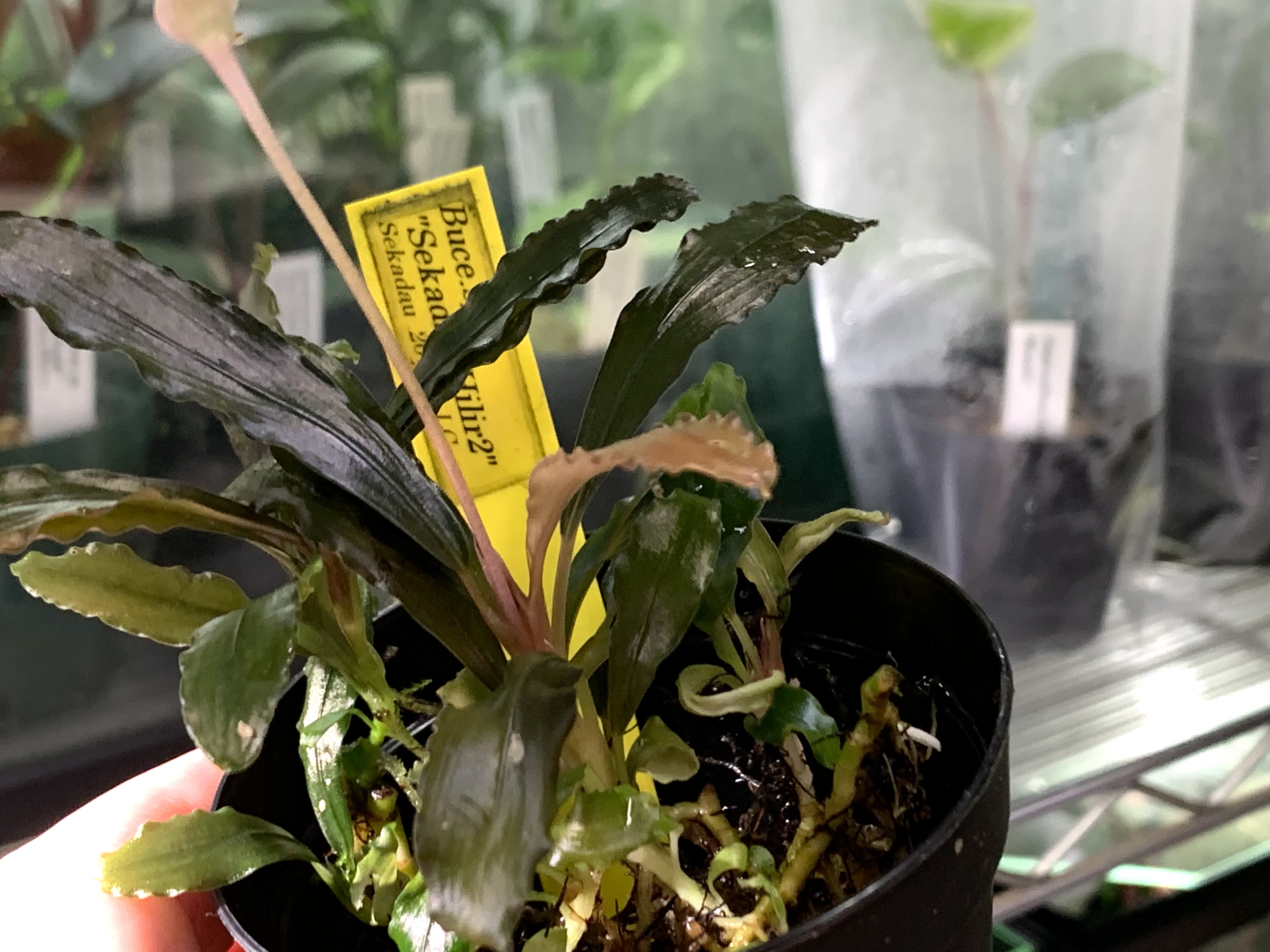 【実生ブセ】Bucephalandra cv.\"AL-hyb.004\" 実生ブセ】Bucephalandra cv.