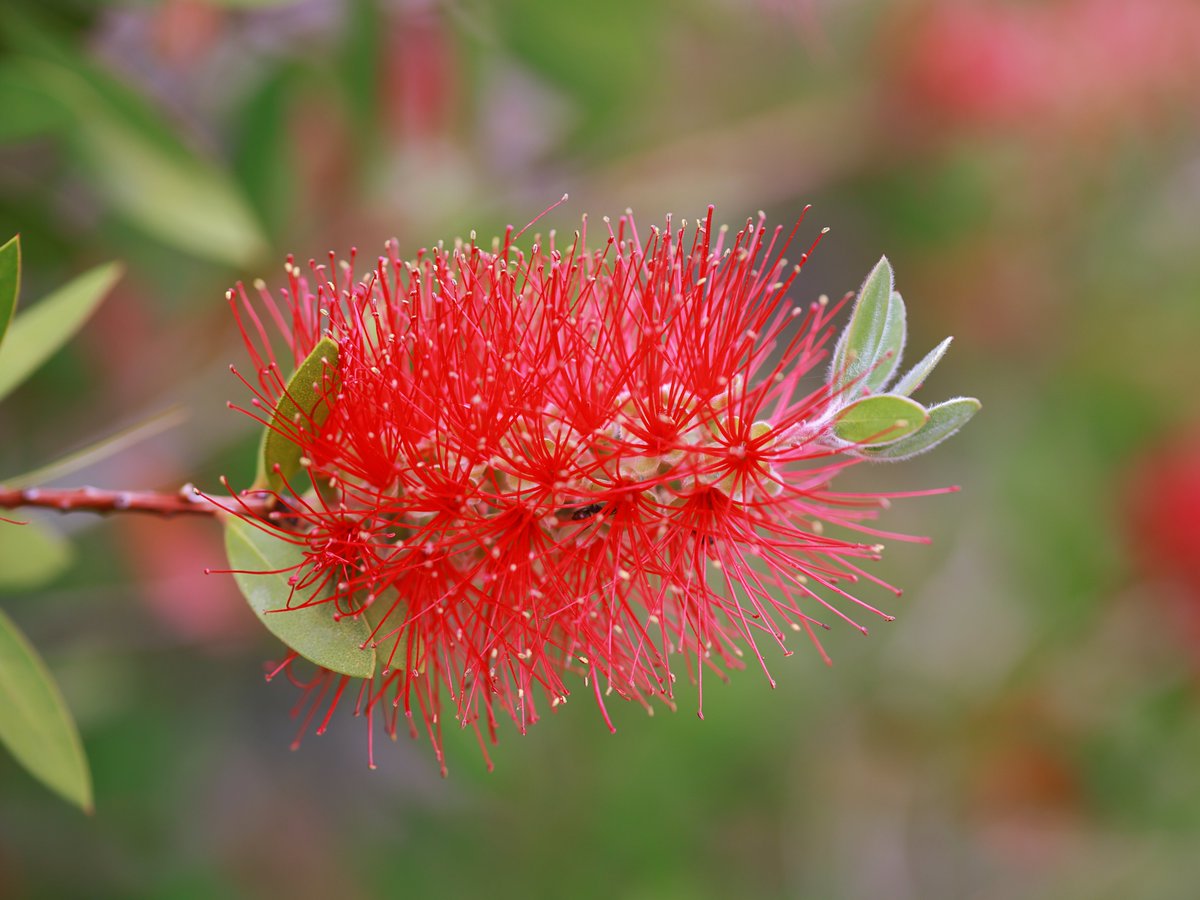 #お疲れ様でした　ブラシの木。一昨年エルバ島に行った時たくさん咲いていました。私はこれ見ると試験管洗いを思い出します。最近試験管プラスチックになってしまったので使いませんが。良い夕べを。 #TLを花でいっぱいにしよう #flowerphotography