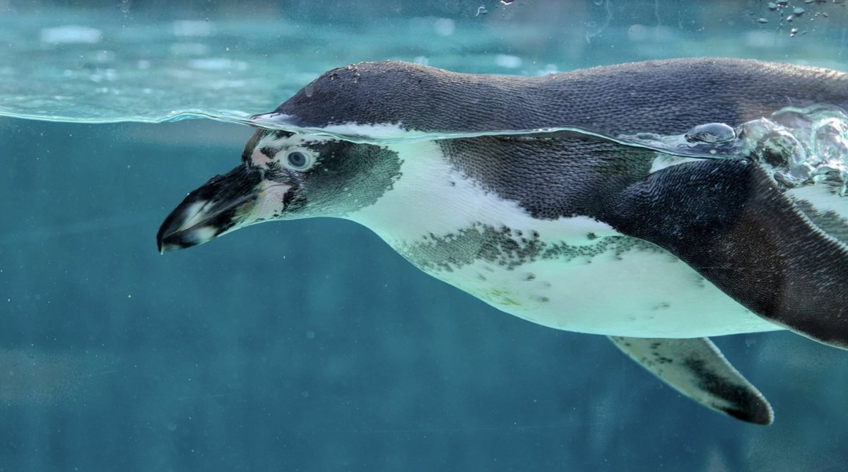 Am Freitag ist Landeszootag. Der Besuch für alle Kinder ist frei. 16 Zoos und Tierparks im Land machen mit. Hier die Infos zu unserem Ferientipp. kultur-mv.de/kunst-kultur/f…