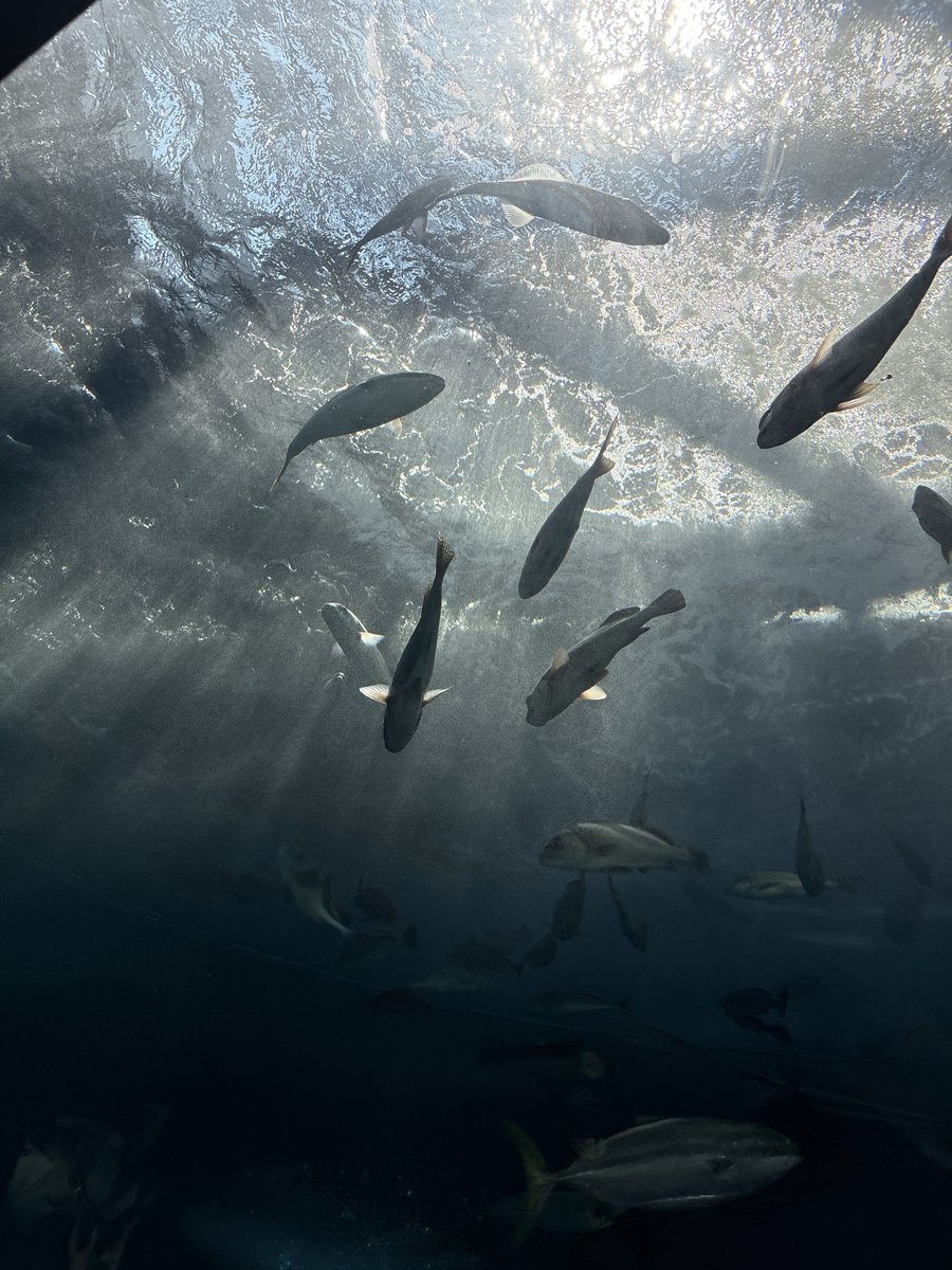 kurasu_5_'s tweet image. 💫