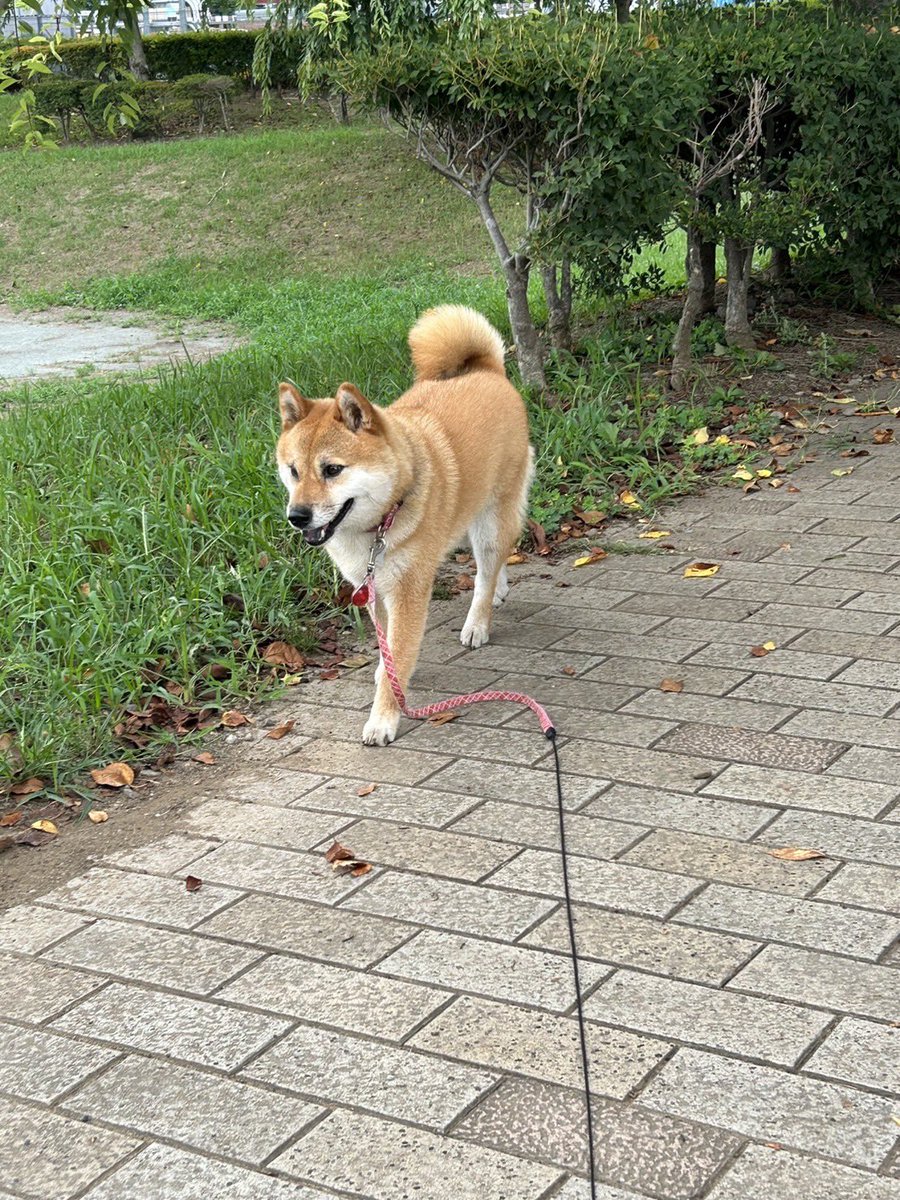 mokuest's tweet photo. 本日5歳を迎えたモクちんのあ散歩をご覧ください🎊 https://t.co/QRZXADkRC7
