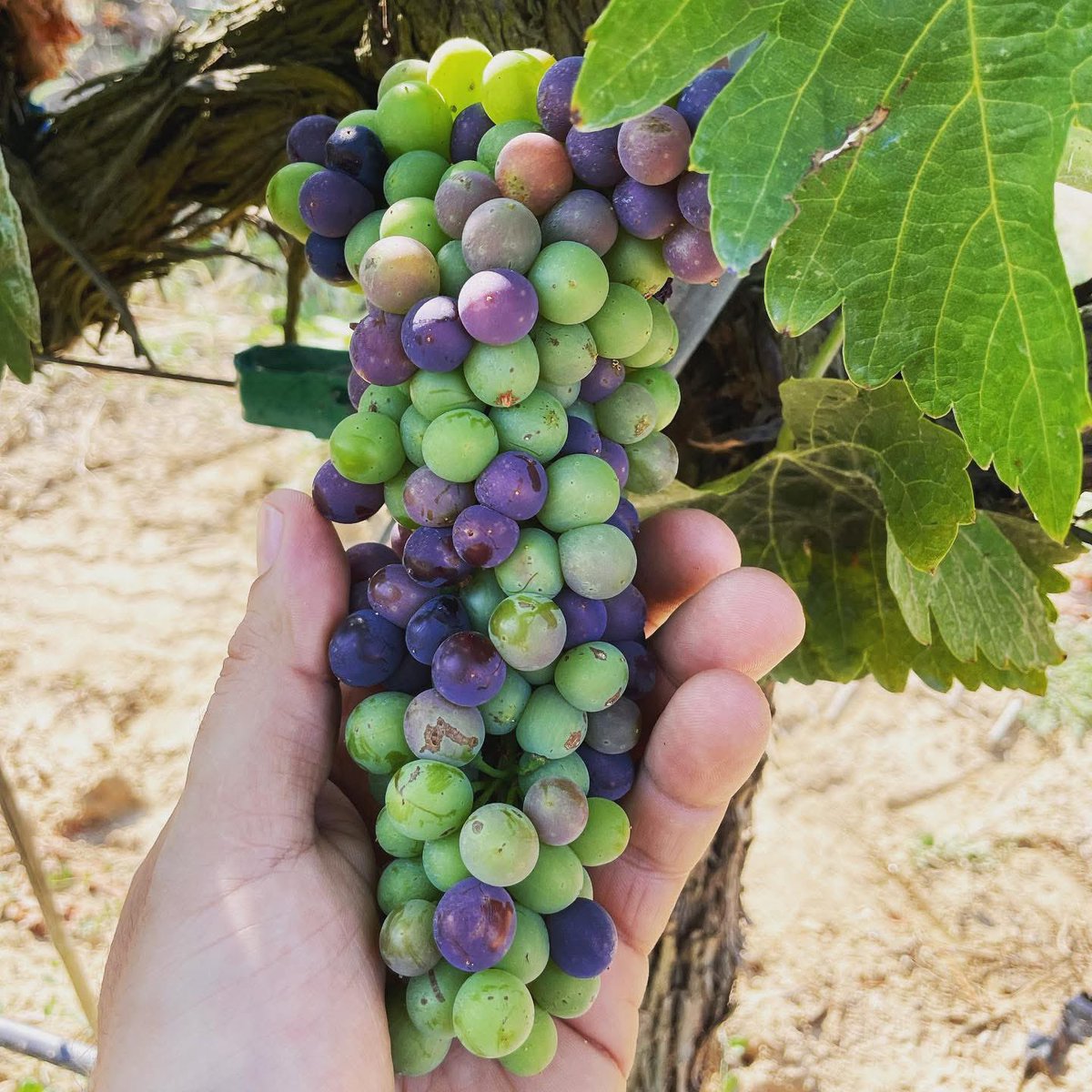 PasconaMontsant's tweet photo. Molt bon dia família! Vinga amunt que ja es vijous! Al celler Pascona estem en ple verol, la verema s’atança!!!
.
@domontsant
.
#bondia #vijous #cellerpascona #domontsant #verol #vinya #verema2025 #alavista #vesaperelsteusomnis #mesde30anyspasconitzant #salutivi💪🍷 https://t.co/sUurcKVgc8