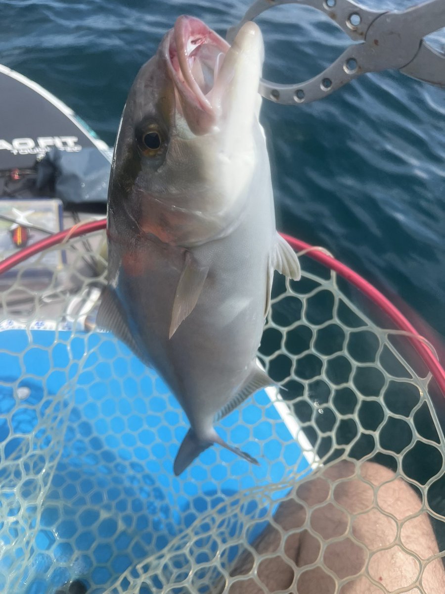 fisherman1209's tweet photo. 南房SUPフィッシング
久しぶりの南房総で今期初青物！
かなり渋い状況でしたが、最後にショゴ①
シイラを3連続バラシは痛かった😭
イルカが至近距離で泳いでました、南房総の自然は素晴らしい👍
車中泊して場所変えて明日リベンジ！ https://t.co/DAygI9zPr3