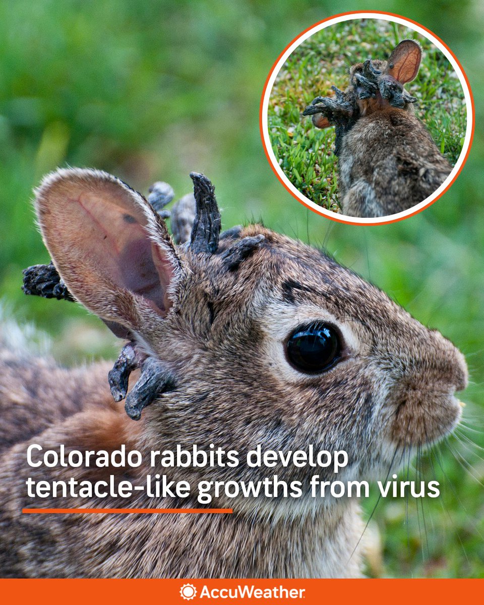 MableG41499's tweet photo. Rabbits in Fort Collins are showing unusual horn- or tentacle-like growths caused by rabbit papilloma virus.
Get news link - https://t.co/QoX3KPKp4J
Live more news link -https://t.co/IxkBOGiNBN
#ColoradoWildlife #StrangeNature #StayCautious https://t.co/ffSn1aGqz3
