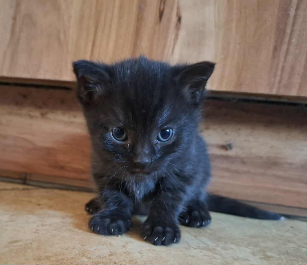 Krypto Dzik PL 🐗🇵🇱 tweet media