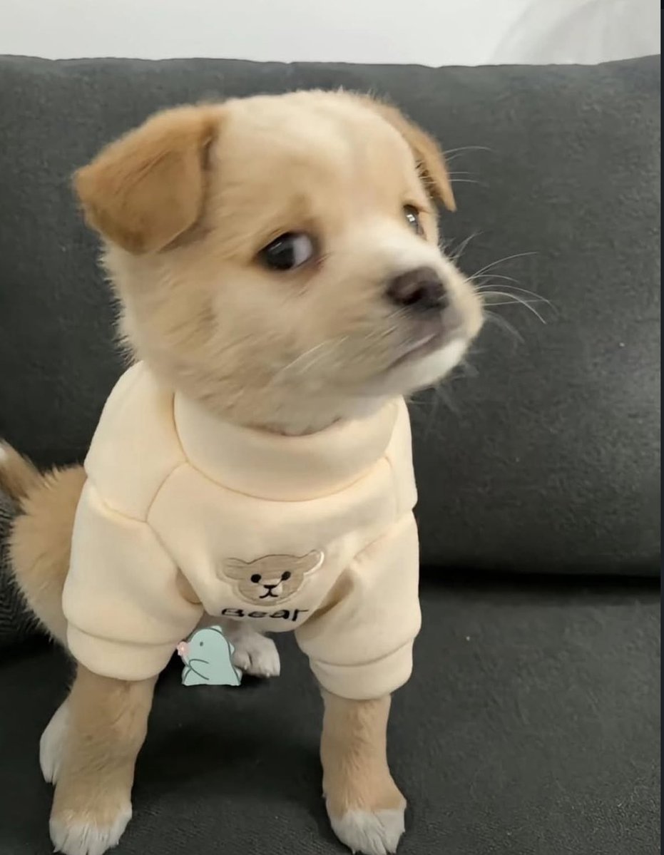 Animal Lover (@animal_fanlover) on Twitter photo 