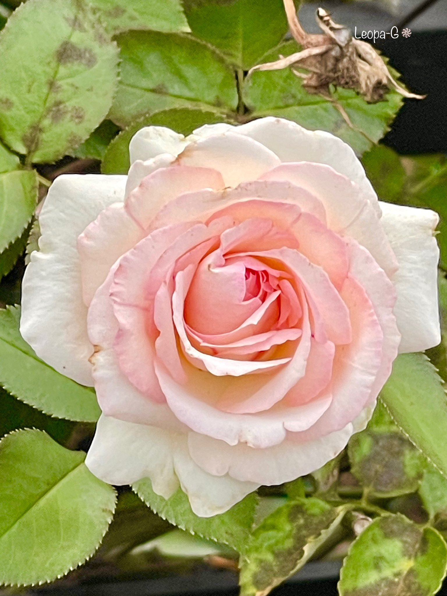そめ花・薔薇と四季の花たち そめ花・薔薇と四季の花たち そめ花・薔薇と四季の花たち