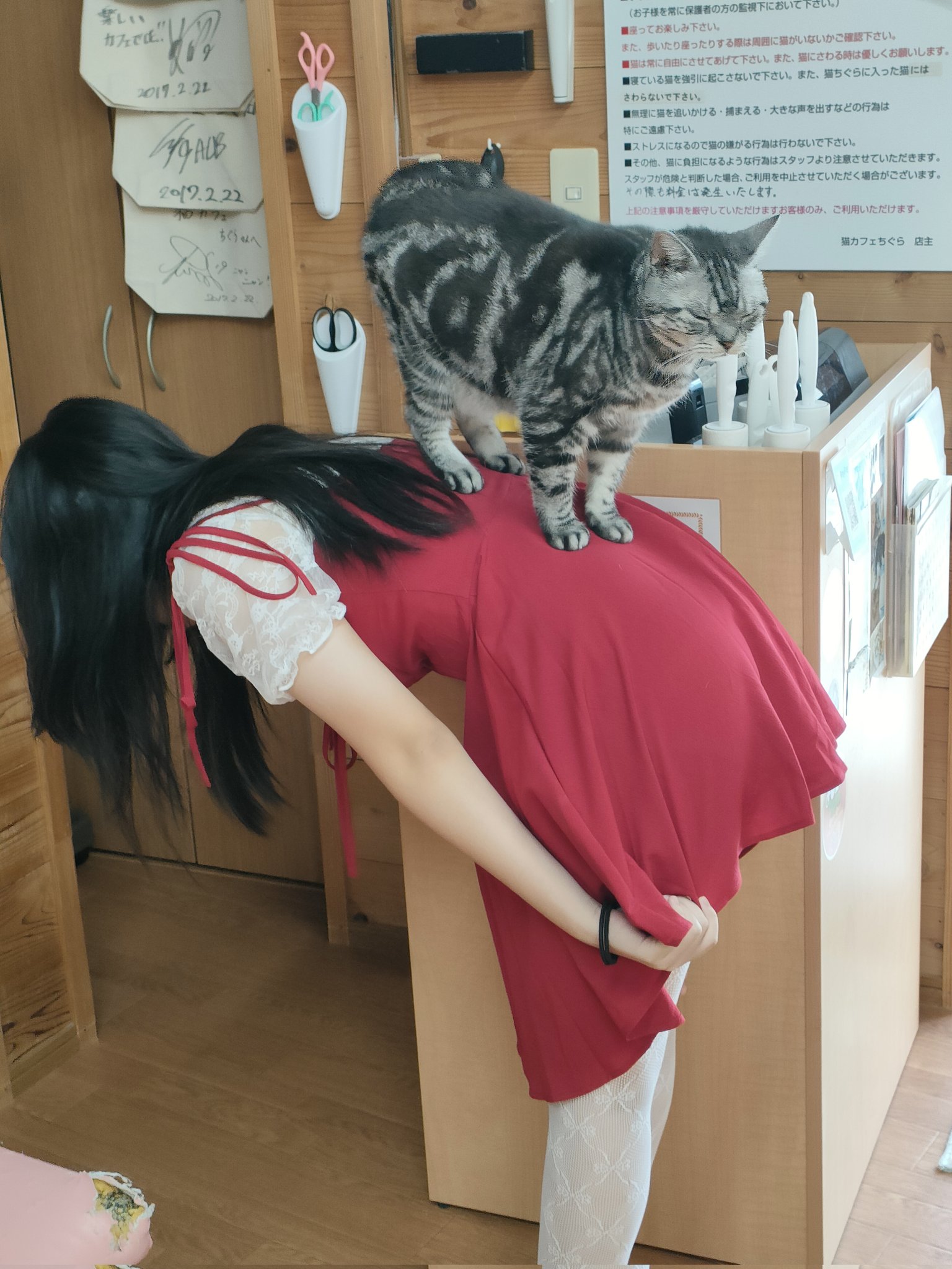 猫カフェちぐら on X: 