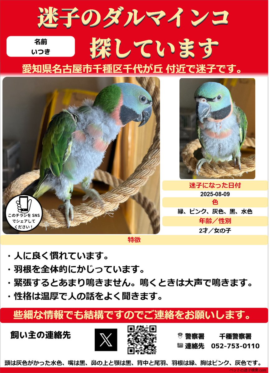 以下内容をSNSで拡散させていただきました。
maigokensaku.com/community/topi…

勝手ではございますがチラシを作成させていただきました。
↓こちらのような感じでチラシを利用していただくと有効かと思います。
maigokensaku.com/flyer

#迷子 #鳥 #迷い鳥 #迷いインコ #愛知県 #ダルマインコ