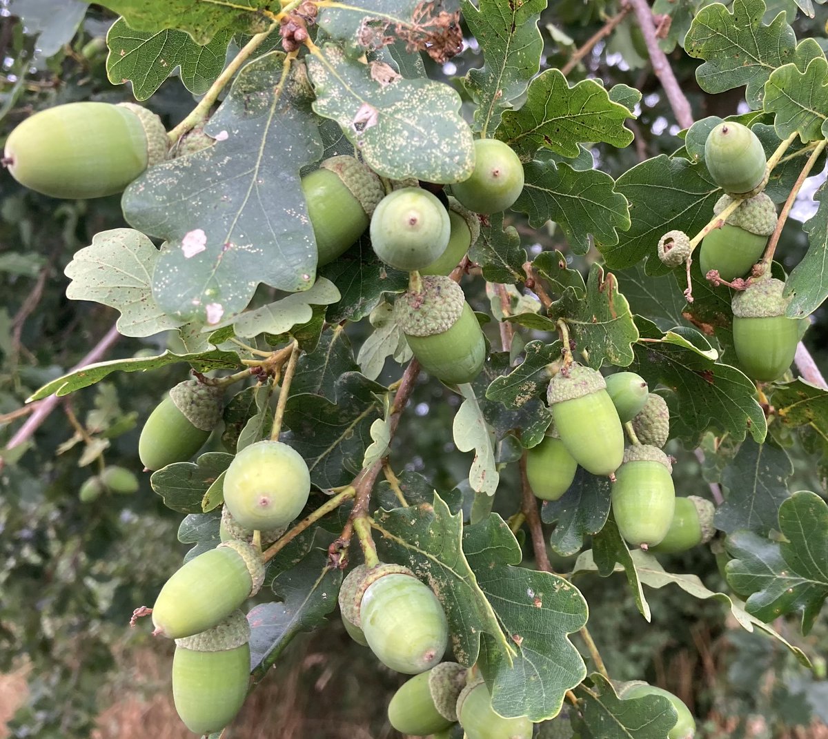 ‘Masting’ is the synchronized production of large numbers of seeds by a tree population in a year, followed by years of lower numbers

It allows trees to overwhelm seed predators to ensure that some seeds will survive

It is believed weather patterns play a role 1/2