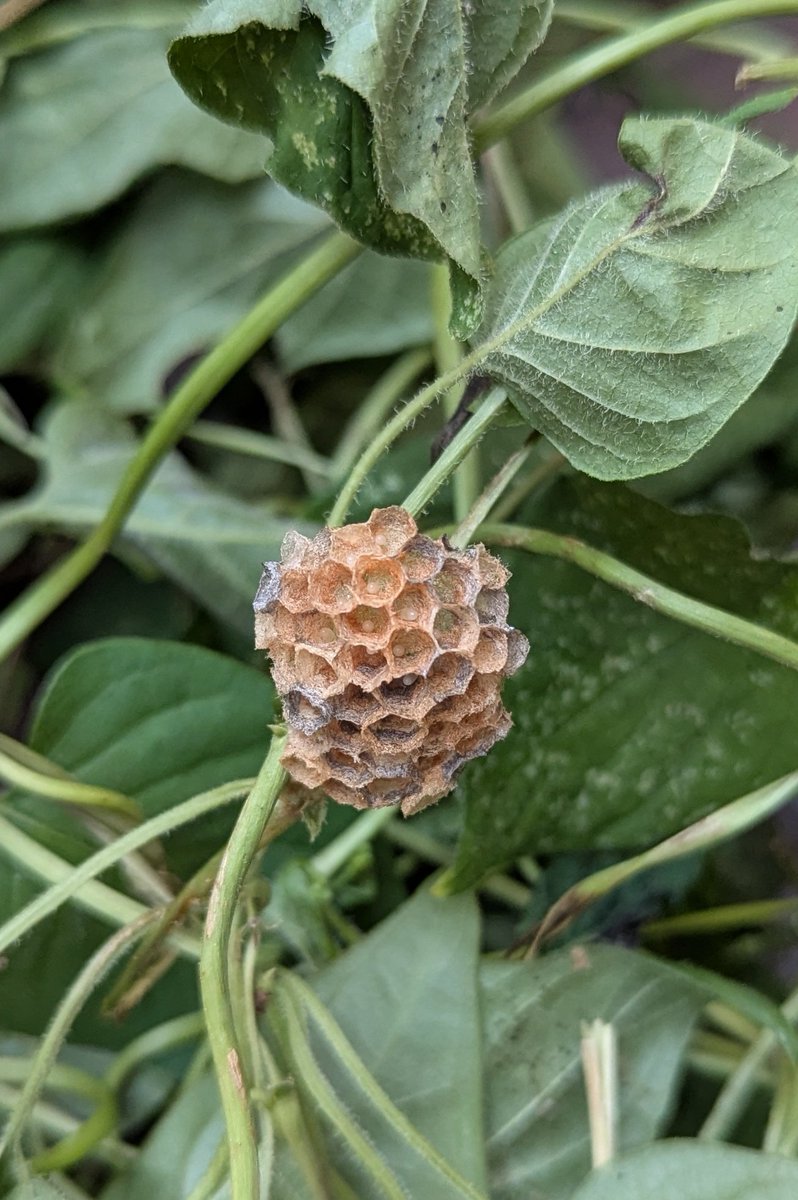 伸びた蔦を取っていたら蜂の巣を破壊したようで2箇所刺されました
みなさま蜂の巣には気を付けてください