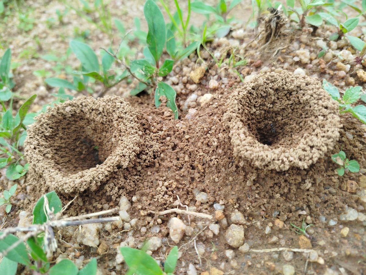 🐜
Tiny… but mighty.
These little engineers move more soil than you think—turning the ground, feeding the plants, and even planting forests through seed-carrying.

Every tunnel they dig, every grain they carry, keeps nature’s balance in check. 
#Ants 
#EnvironmentalAwarenes