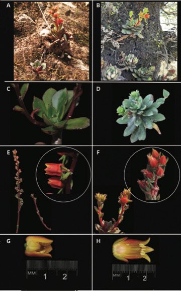 ¡Descubren cinco especies nuevas de #suculentas en #Oaxaca! 🇲🇽

#Echeveria altamirae (serie Gibbiflorae)
E. apoala (Gibbiflorae)
E. mazateca (Gibbiflorae)
E. porfiriana (serie Racemosae)
E. yoloxensis (serie Nudae)

Todas endémicas y en #PeligroDeExtinción
doi.org/10.2985/026.03…