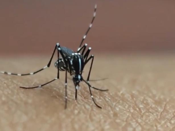 ChinaDaily's tweet image. Guangdong province has brought the mosquito-borne #chikungunya outbreak under control after a weekslong battle, but health experts have warned that vigilance needs to be maintained in the face of wet weather patterns in South China. #mosquito bit.ly/45Pa8DR