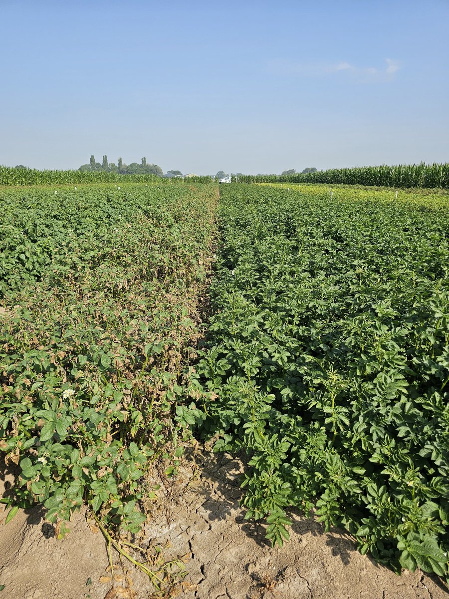Omdat we het niet kunnen laten #phytophthora #infestans #aardappelrassen #vatbaar versus #topresistent #PeterPan Op de streep af