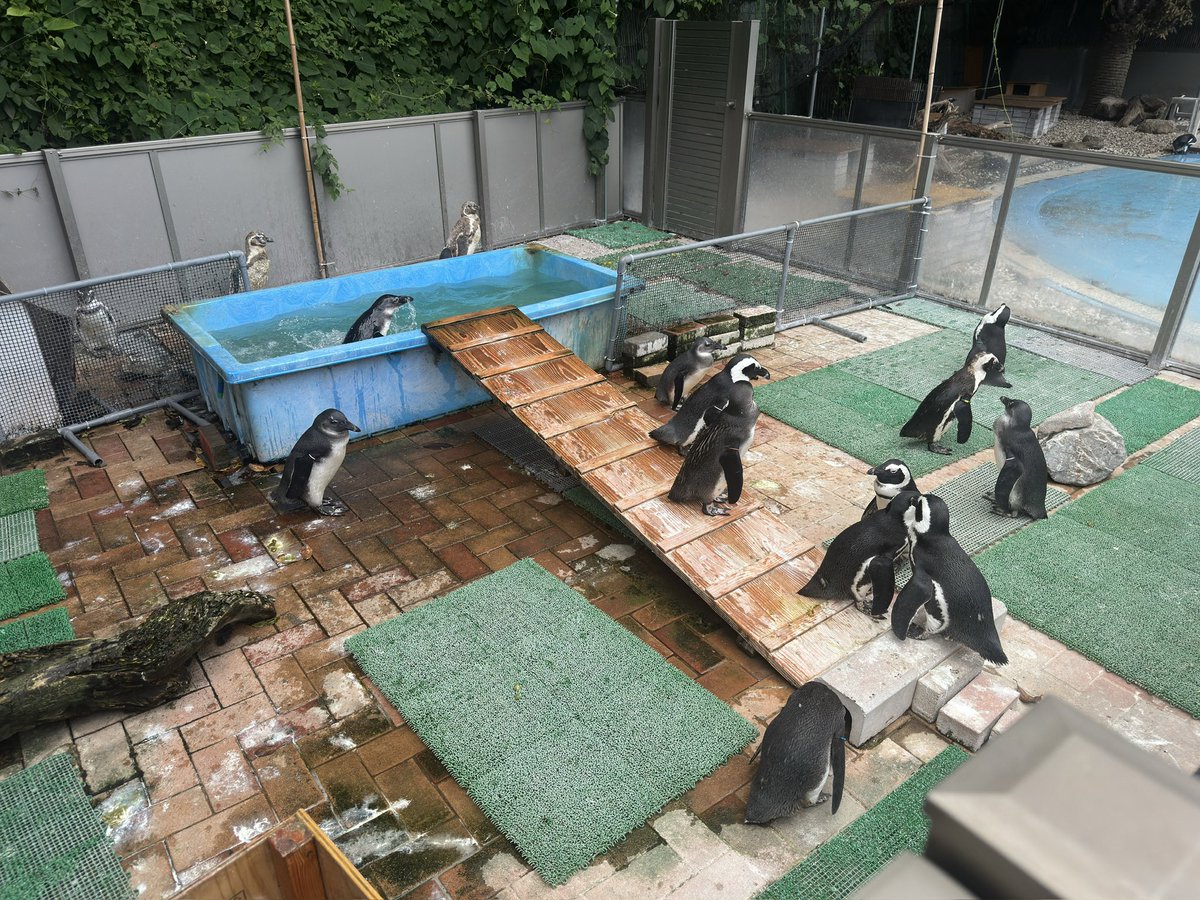 sinonon_asada's tweet photo. 🦭(´・ω・`)
🐧(´・ω・`) https://t.co/hnXVGv4Asv