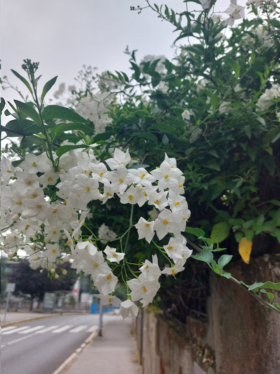 #EstáPasando [8.00] | ¡Buenos días! Hoy habrá que estar preparado para soportar las temperaturas sofocante previstas para #Santiago y los municipios de su área. Las máximas llegarán a los 33 grados, así que los 17 grados actuales son un alivio. ¡Procurad estar hidratados!