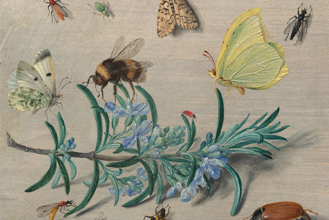 Jan van Kessel the Elder, a descendant of the Brueghels, was a meticulous chronicler of the natural world. Here’s his ‘Insects &amp; a Sprig of Rosemary’ (1653), where you’ll find butterflies, a bumblebee, beetles, a moth &amp; a cockchafer, with realistic shadows (NGA, Washington)