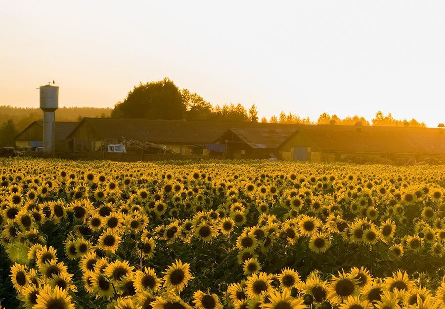 #Russia, #Ukraine and the #EU account for roughly three quarters of global #sunflower seed production.
biofuels-news.com/news/igc-forec…
#biofuels #feedstock