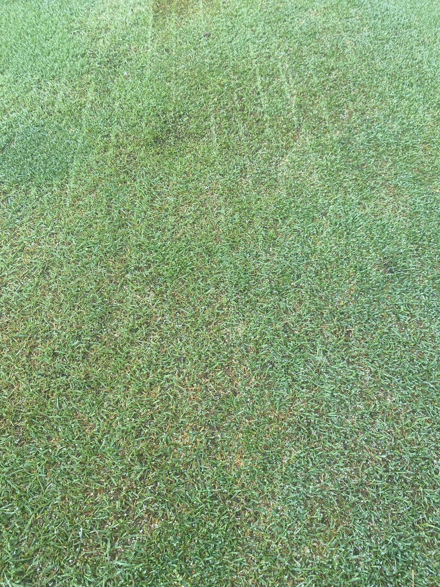 ReGen Rhys (@rjnorvillegolf) on Twitter photo Great strike of <a href="/EUROGRASSUKSEED/">Eurograss UK</a> Pro Bent seeded through the <a href="/CampeyTurfCare/">Campeyβ’ Turf Care Systems</a> Vredo Turf Buddy Great strike of <a href="/EUROGRASSUKSEED/">Eurograss UK</a> Pro Bent seeded through the <a href="/CampeyTurfCare/">Campeyβ’ Turf Care Systems</a> Vredo Turf Buddy