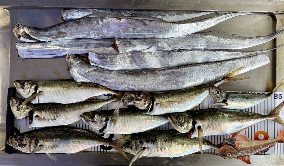 chiba_pugi's tweet photo. PF13で初出船。
前から気になっていたポイントへ行ってみると、太刀魚F3〜5、ギガアジなど良い感じに釣れてくれました。
準備と片付けは大変だけど楽しかった!
#内房
#PF13 https://t.co/PkEqR6874H