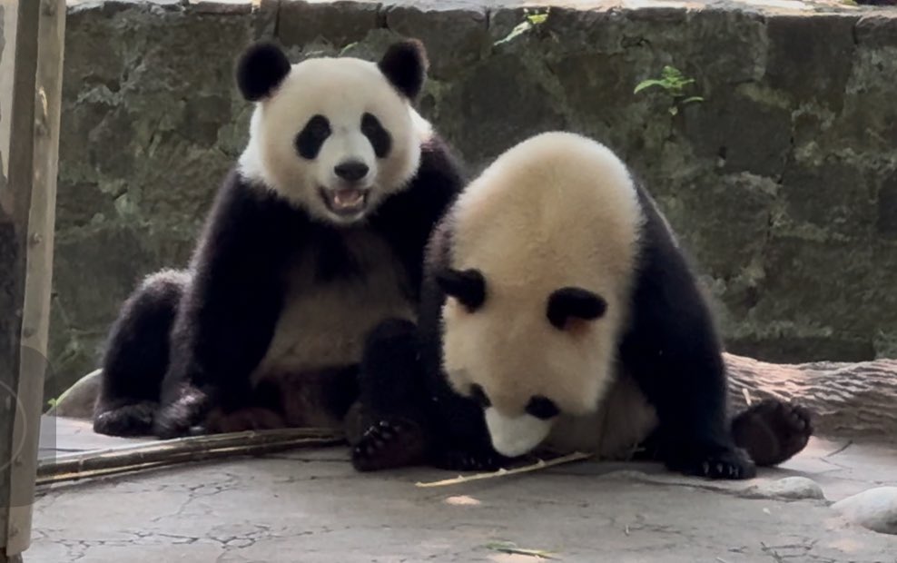 WenLin_Chinese's tweet image. At Dujiangyan Panda Base 🐼 — our students became panda keepers for a day &amp;amp; earned a Panda Volunteer Certificate, a proud achievement &amp;amp; lasting memory.
#PandaBase #Dujiangyan #WenLinChineseSchool