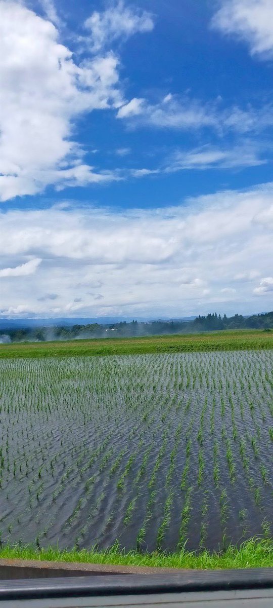 D__SEVEN's tweet photo. 【活動報告2025.7.12】
【7月 佐野地区】
・苗箱回収、苗箱洗い🌱

こちらの活動は、令和6年度くまだい学生のSDGs 自主的活動推進事業の経費支援を受けています。
こちらの活動は、東海大学の学生、熊本大学のボランティア実践の授業をとっている学生と共同でしています！ https://t.co/iiBAP7KGte