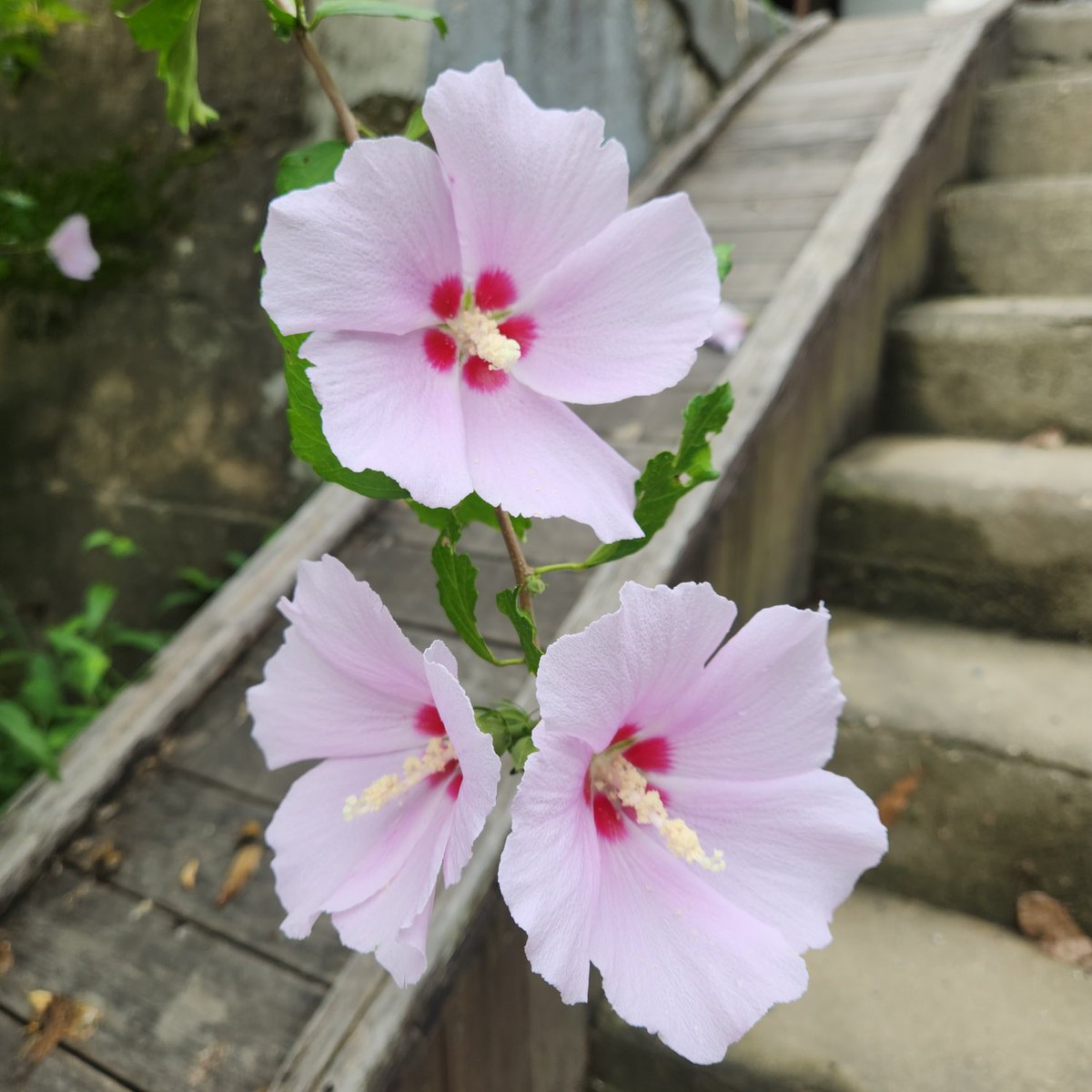 둥실부부 tweet media