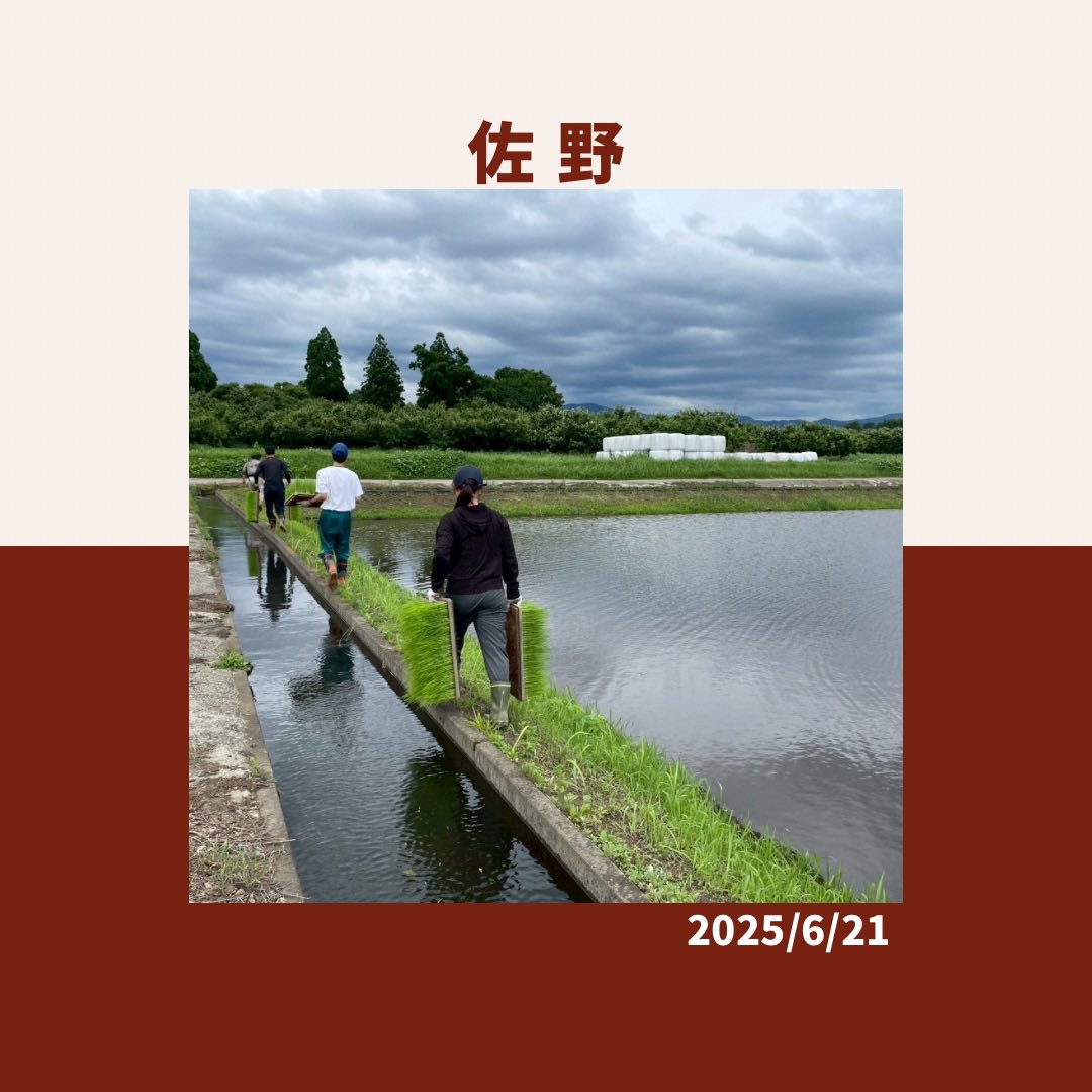 D__SEVEN's tweet photo. 【活動報告2025.6.21】
【6月 佐野地区】
・苗運び
こちらの活動は、令和6年度くまだい学生のSDGs 自主的活動推進事業の経費支援を受けています。
こちらの活動は、東海大学の学生、熊本大学のボランティア実践の授業をとっている学生と共同でしています！ https://t.co/Oeer9aBldF