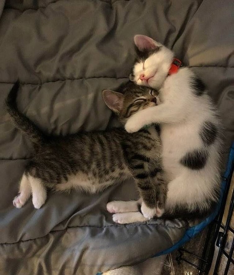 PunchingCat's tweet photo. https://t.co/KBx6G5PaTM