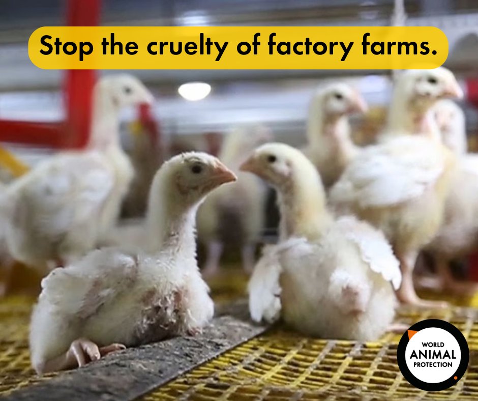 MoveTheWorldIN's tweet image. Every year, billions of chickens live their short lives in overcrowded, filthy cages—just to land on our plates. You can be their voice.
🐔🚫 Don’t support cruelty with your fork.
🥦 Choose plant-based.

#EatLessMeat #AnimalWelfare #FactoryFarming #WorldAnimalProtection