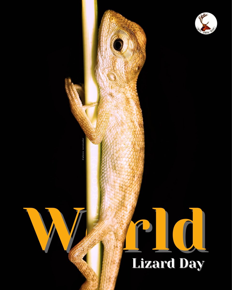 Lizards are nature’s pest controllers &amp; seed spreaders, keeping ecosystems in balance. Protect their habitats, protect our planet. 

#Lizardday
#dudhwa

<a href="/moefcc/">MoEF&CC</a> <a href="/ntca_india/">National Tiger Conservation Authority</a> <a href="/UpforestUp/">Environment, Forest and Climate Change Department</a> <a href="/IUCNsos/">IUCN Save Our Species</a> <a href="/ZoologicalI/">Zoological Survey of India</a> <a href="/raju2179/">Rengaraju T, IFS</a> <a href="/IUCNRedList/">IUCN Red List</a> <a href="/IUCN/">IUCN</a>