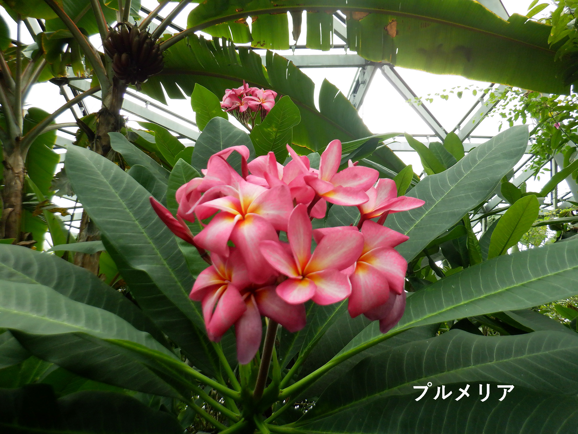 プルメリア❀❀ プルメリアPlumeria - ハワイアン・セレクトショップ | Lani