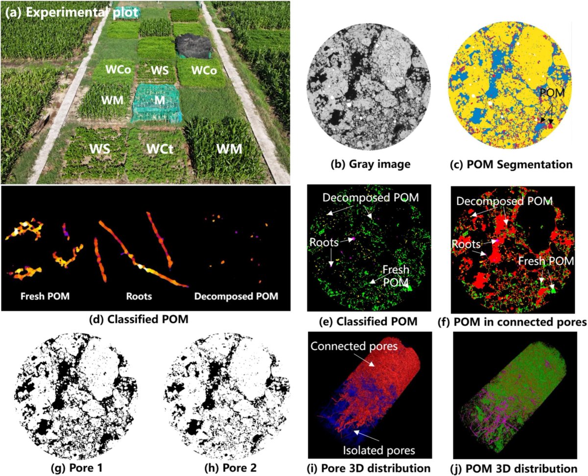 Geoderma_Jrnl's tweet photo. New in Geoderma: "Effects of legume-cover crop rotations on soil pore characteristics and particulate organic matter distributions in Vertisol based on X-ray computed tomography" by Tianyu Ding, Zichun Guo, Keke Hua, Zizhou Yu, Jiaqi Li [...] Xinhua Peng. https://t.co/zFL8heTgd0 https://t.co/49yzvkQjKj